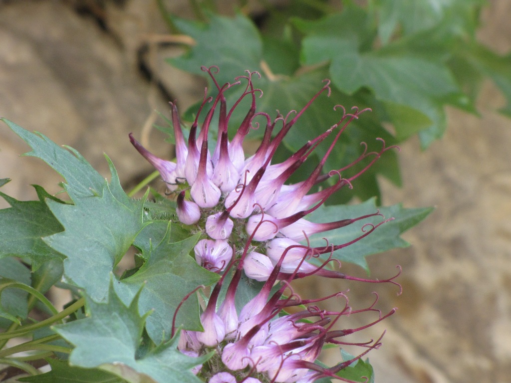 Physoplexis comosa / Raponzolo di roccia